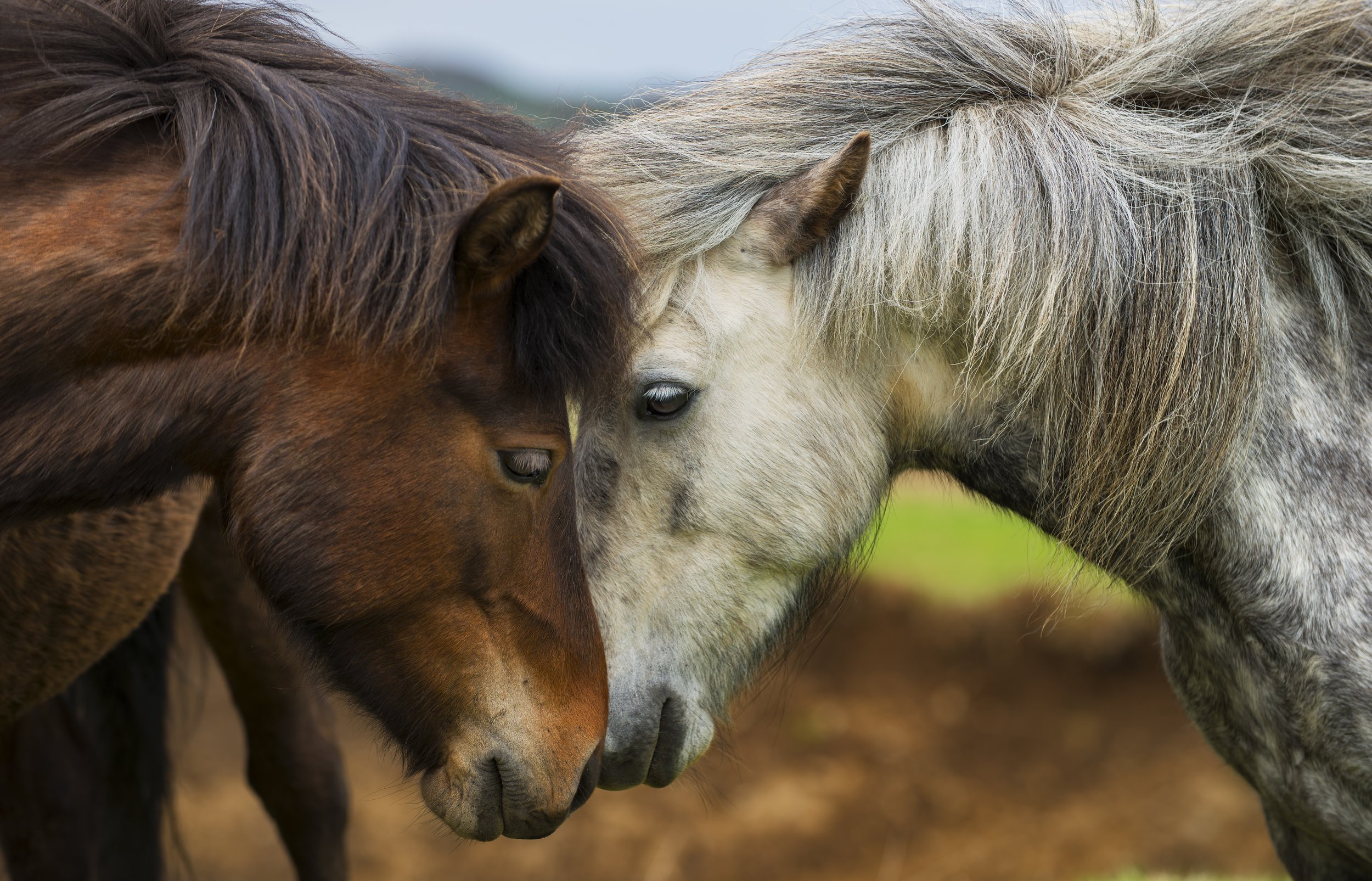 Icelandic Horses